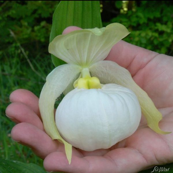 Frosch Winterharte Gartenorchidee Sabine Pastell Cypripedium