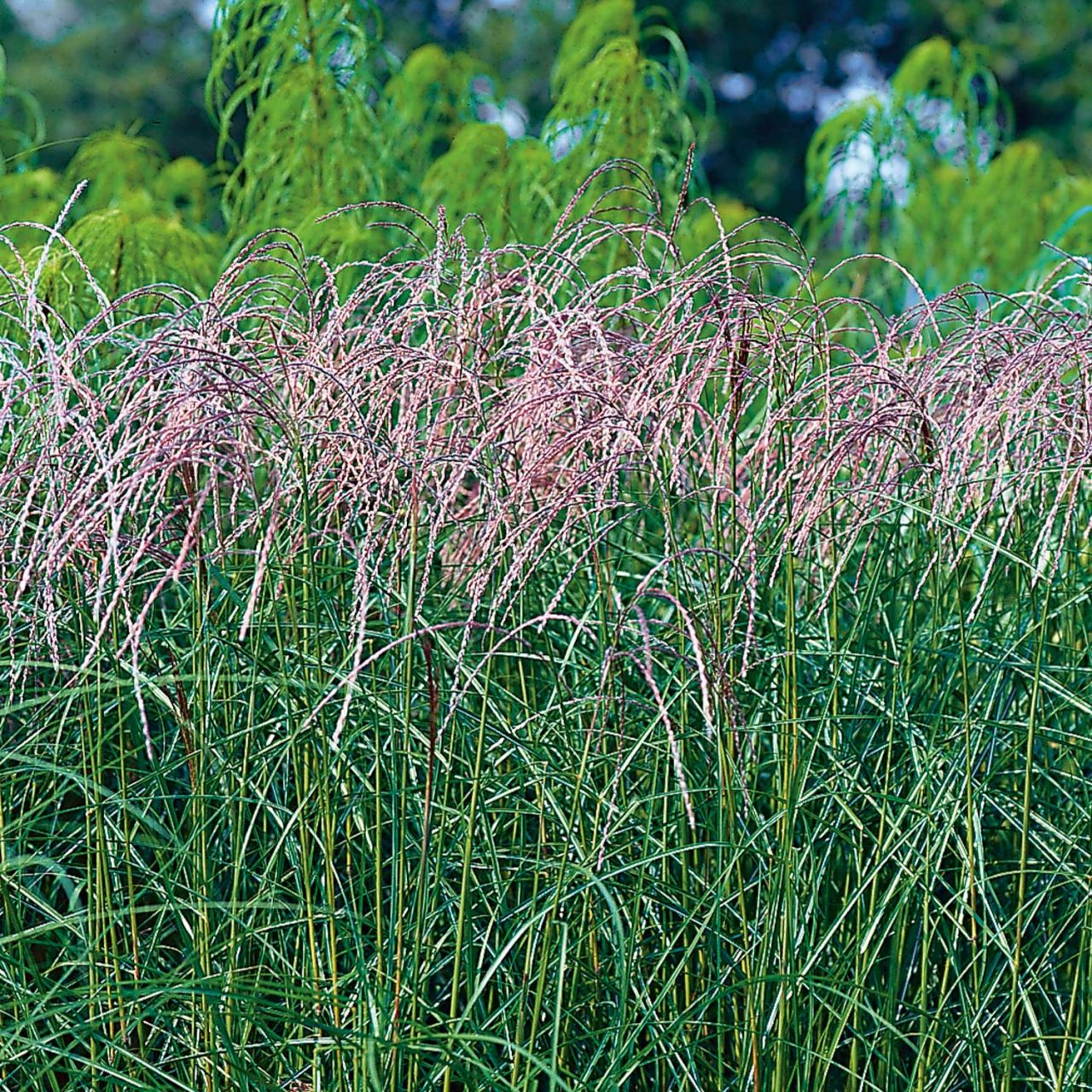 Kategorie <b>Stauden </b> - Chinaschilf 'Flamingo' - Miscanthus sinensis 'Flamingo'