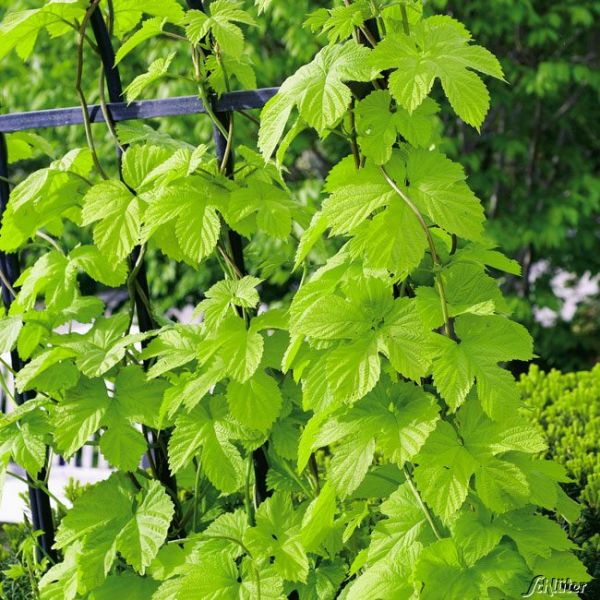 Echter Hopfen Hallertauer Tradition Humulus Lupulus