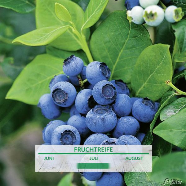 Heidelbeere Northblue Vaccinium Corymb North Blue