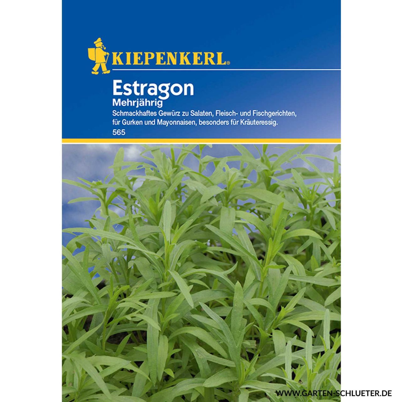  Estragon - Artemisia dracunculus