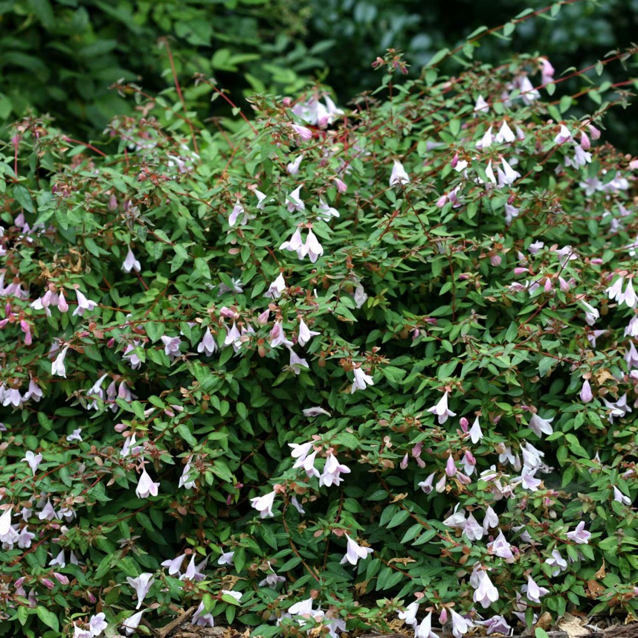  Großblumige Abelie 'Pinky Bells' - Abelia grandiflora 'Pinky Bells'