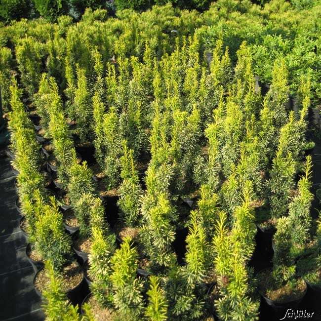 Gelbe SäulenEibe �Fastigiata Aureomarginata� Taxus