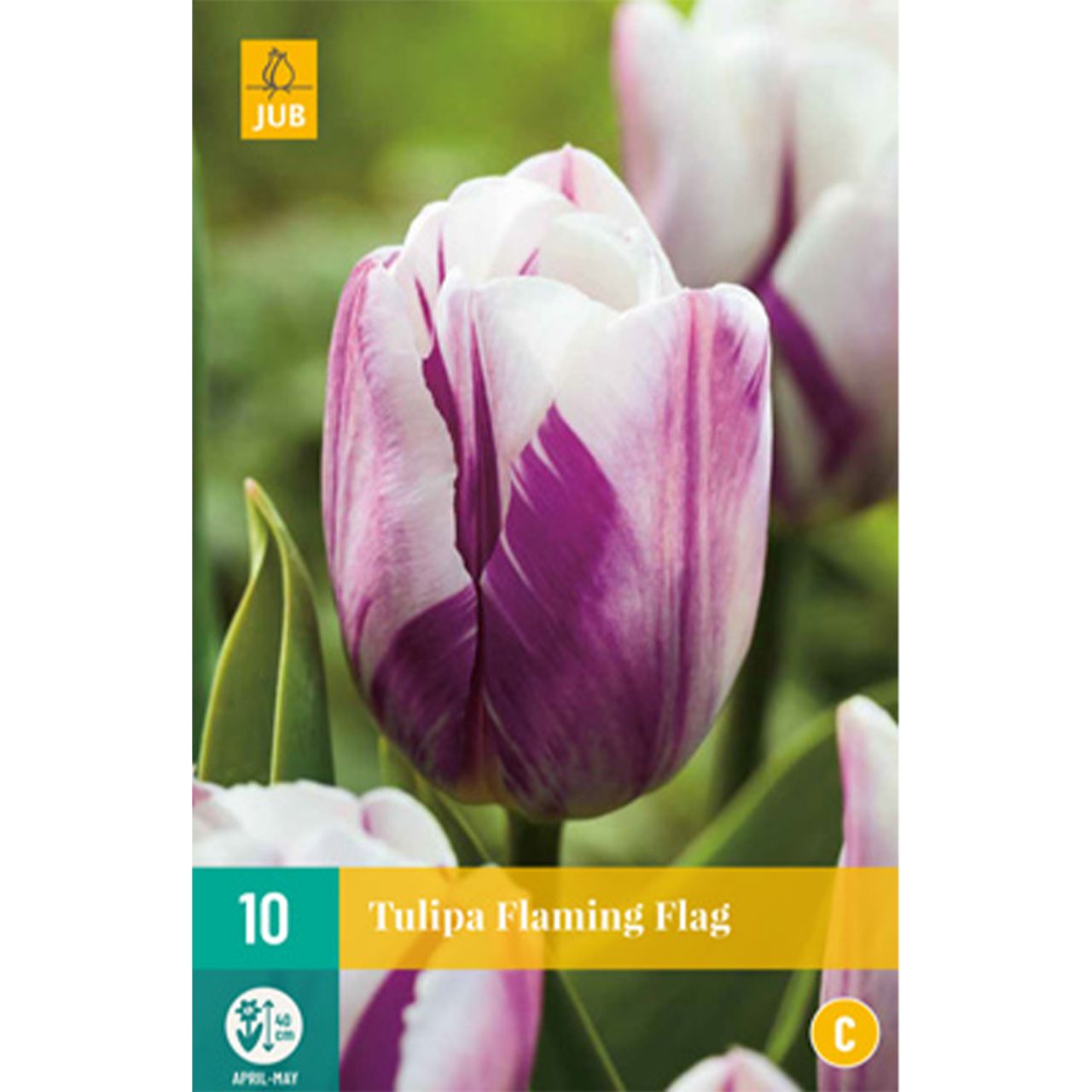 Kategorie <b>Herbst-Blumenzwiebeln </b> - Triumph-Tulpe 'Flaming Flag' - 10 Stück - Tulipa 'Flaming Flag'