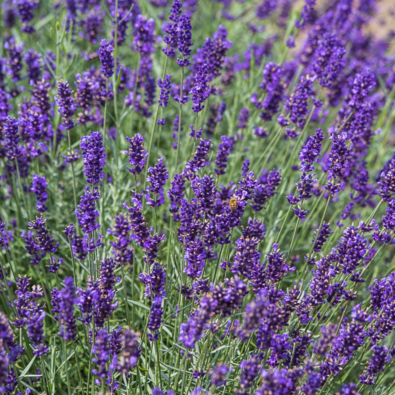  Lavendel 'Imperial Gem' - Lavandula angustifolia 'Imperial Gem'
