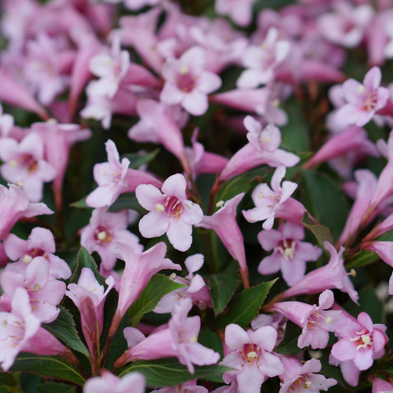 Kategorie <b>Blütensträucher und Ziergehölze </b> - Zwerg-Weigelie 'Pink Poppet' - Weigela florida 'Pink Poppet'