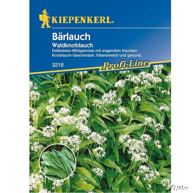  Bärlauch / Waldknoblauch - Allium ursinium