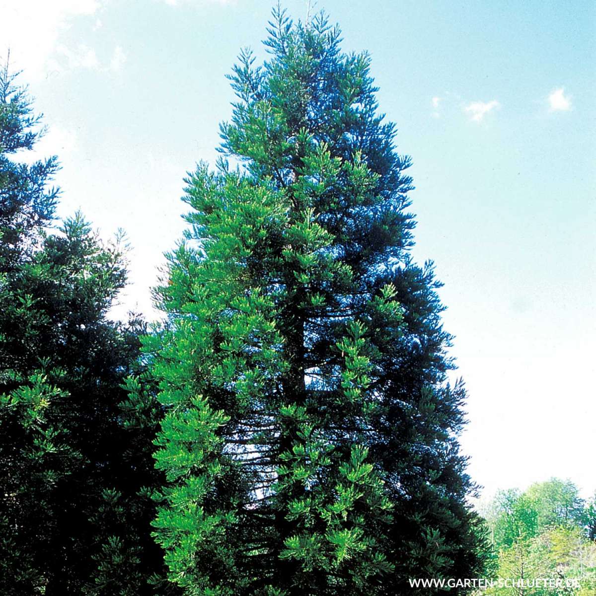 Kalifornischer Mammutbaum Sequoiadendron giganteum