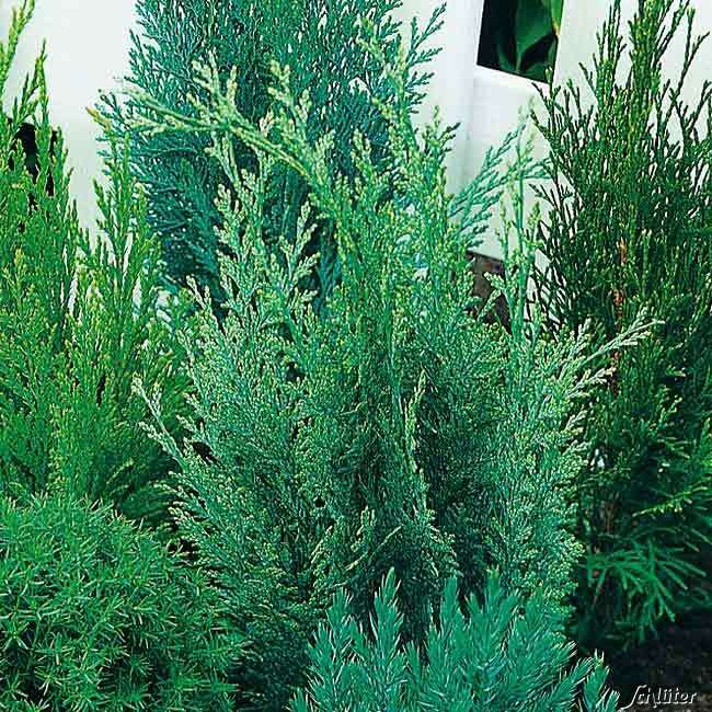 Gartenzypresse White Spot Chamaecyparis Lawsoniana White Spot