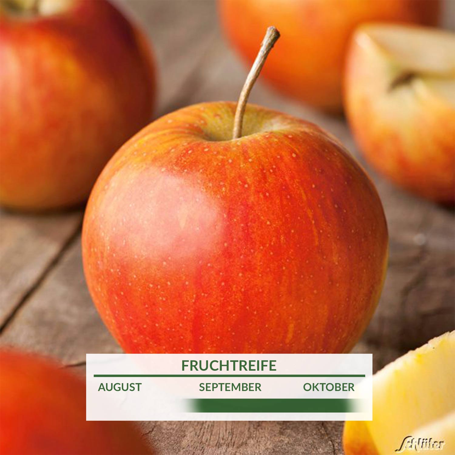 | domestica SCHLÜTER Apfel \'Rubinette\' - \'Rafzubin\' als Äpfel Herbstapfel bekannt \'Rafzubin\' - \'Rubinette\', auch - GARTEN Malus