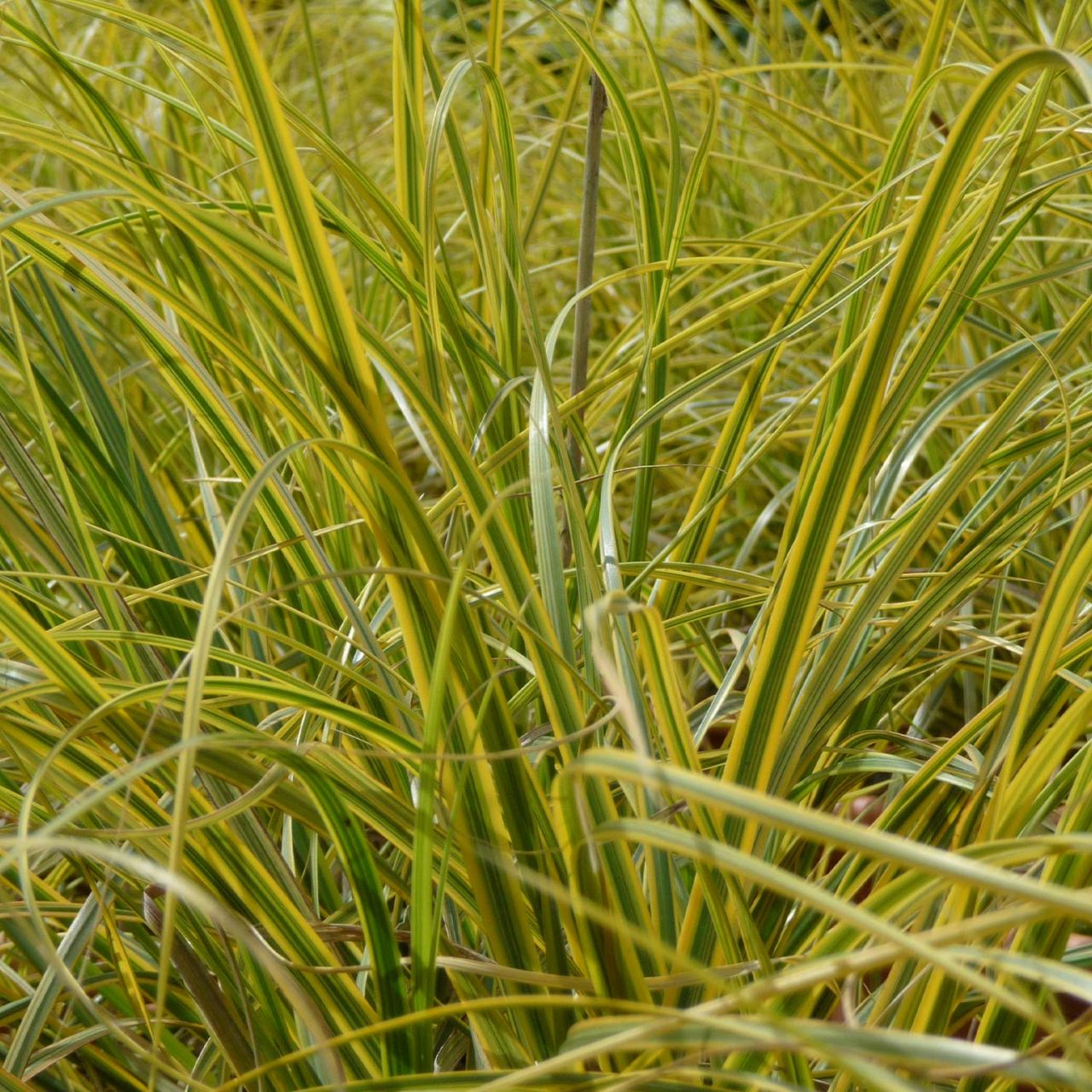  Bunte /Gold Segge 'Evergold' Staude des Jahres 2015 - Carex oshimensis