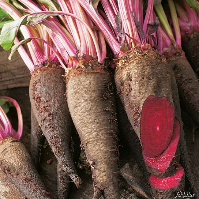 Rote Beete &lsquo;Crapaudine&rsquo; - Beta vulgaris var. vulgaris - Rote Beete