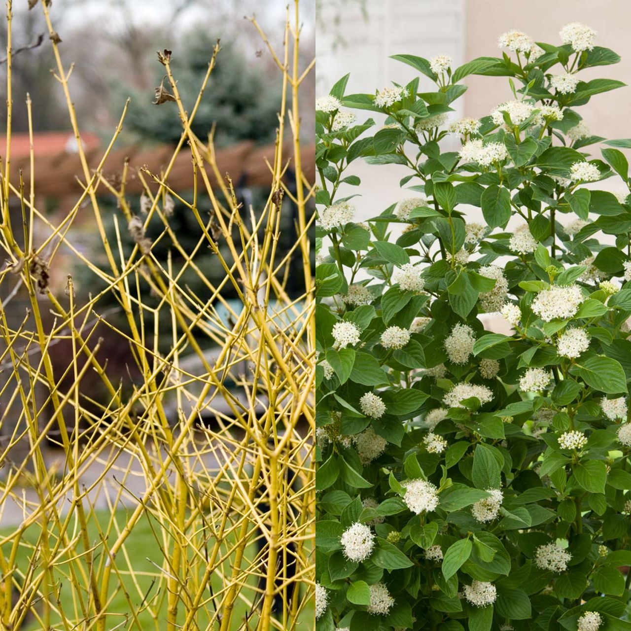 Kategorie <b>Blütensträucher und Ziergehölze </b> - Gelbholz Hartriegel 'Flaviramea' - Cornus sericea 'Flaviramea'