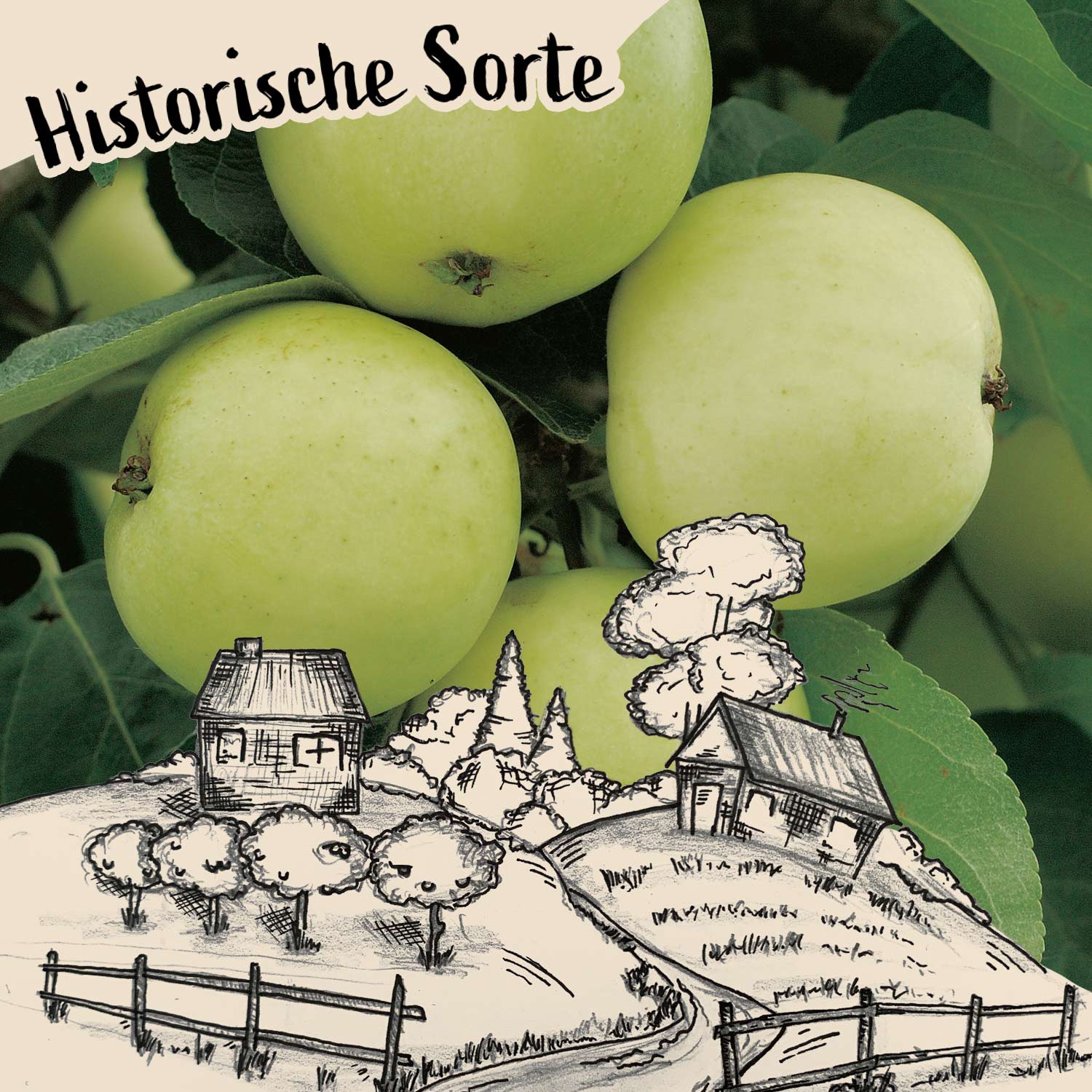 Augustapfel - Weißer Klarapfel - | - GARTEN Malus Äpfel Befruchter perfekte SCHLÜTER der