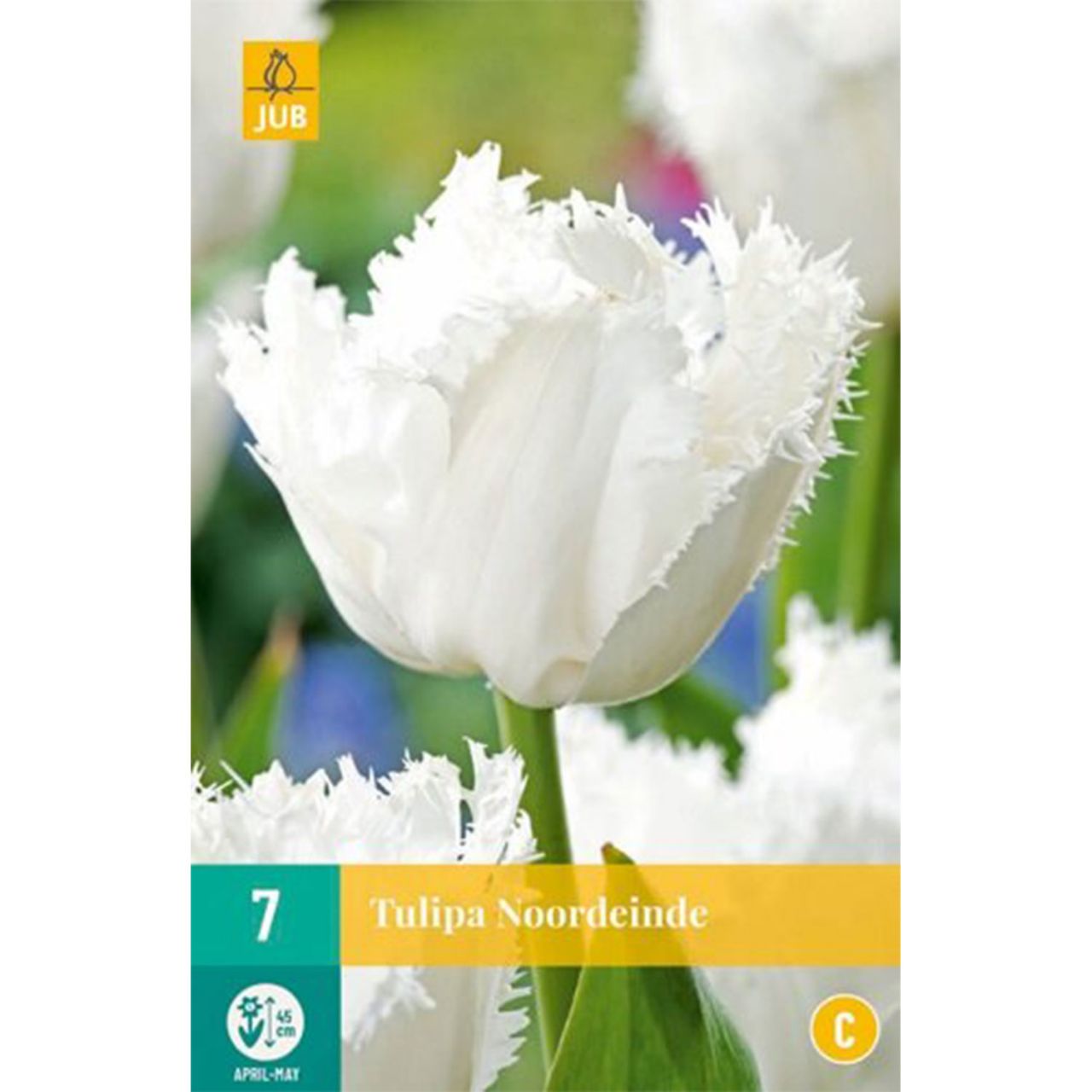 Kategorie <b>Herbst-Blumenzwiebeln </b> - Gefranste Tulpe 'Noordeinde' - 7 Stück - Tulipa 'Noordeinde'