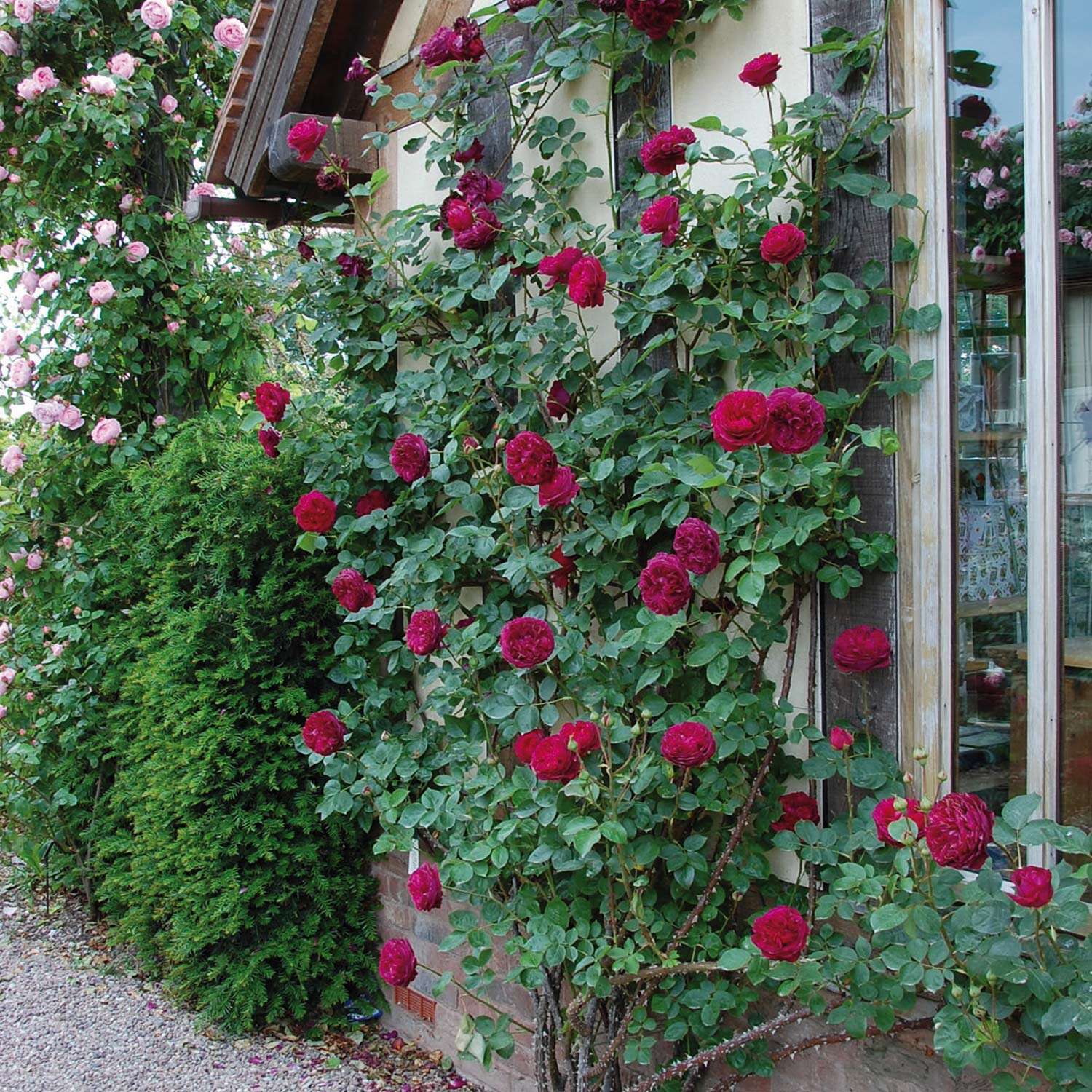 Роза английская кустовая Falstaff