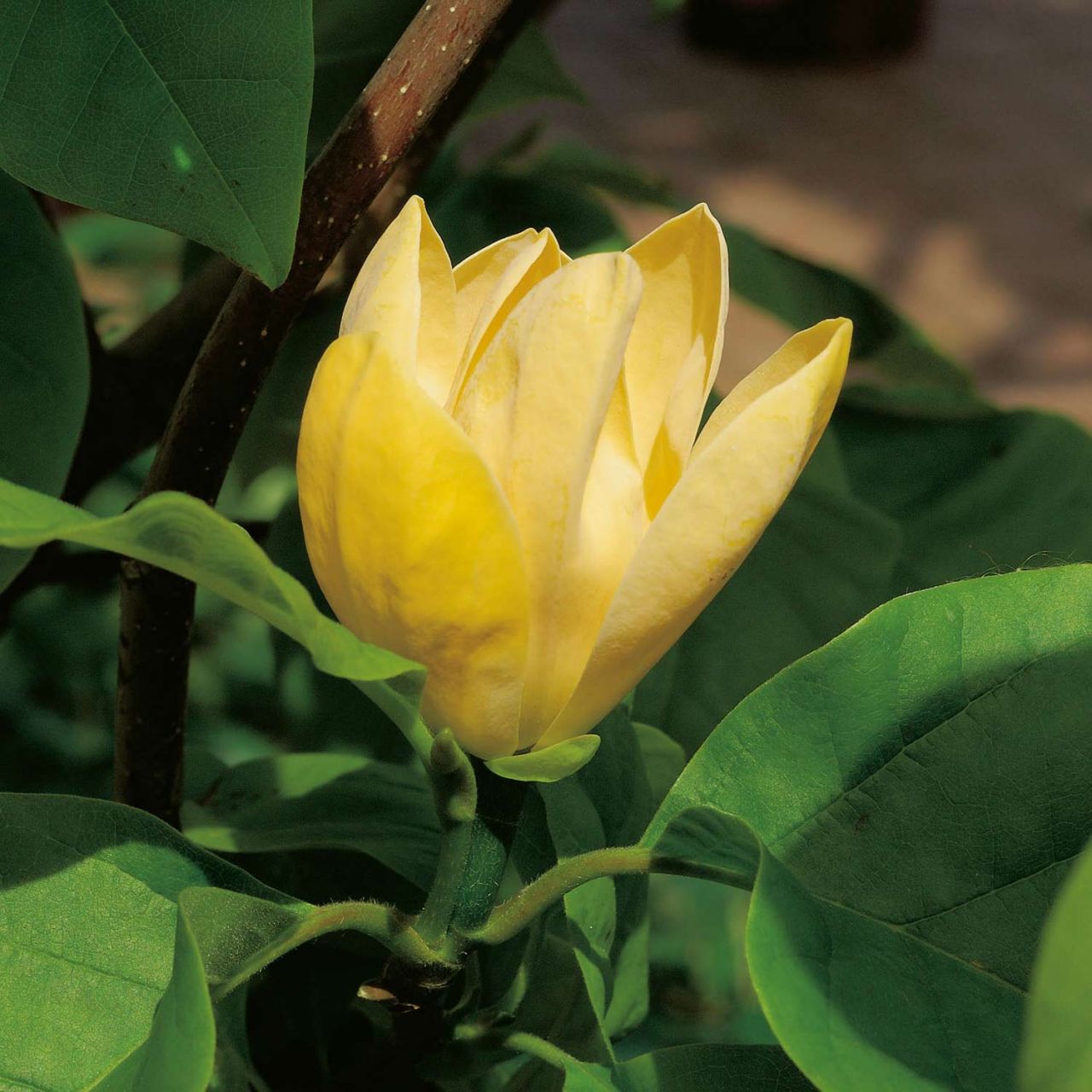 Kategorie <b>Laubbäume </b> - Magnolie 'Gold Star' - Magnolia denutata