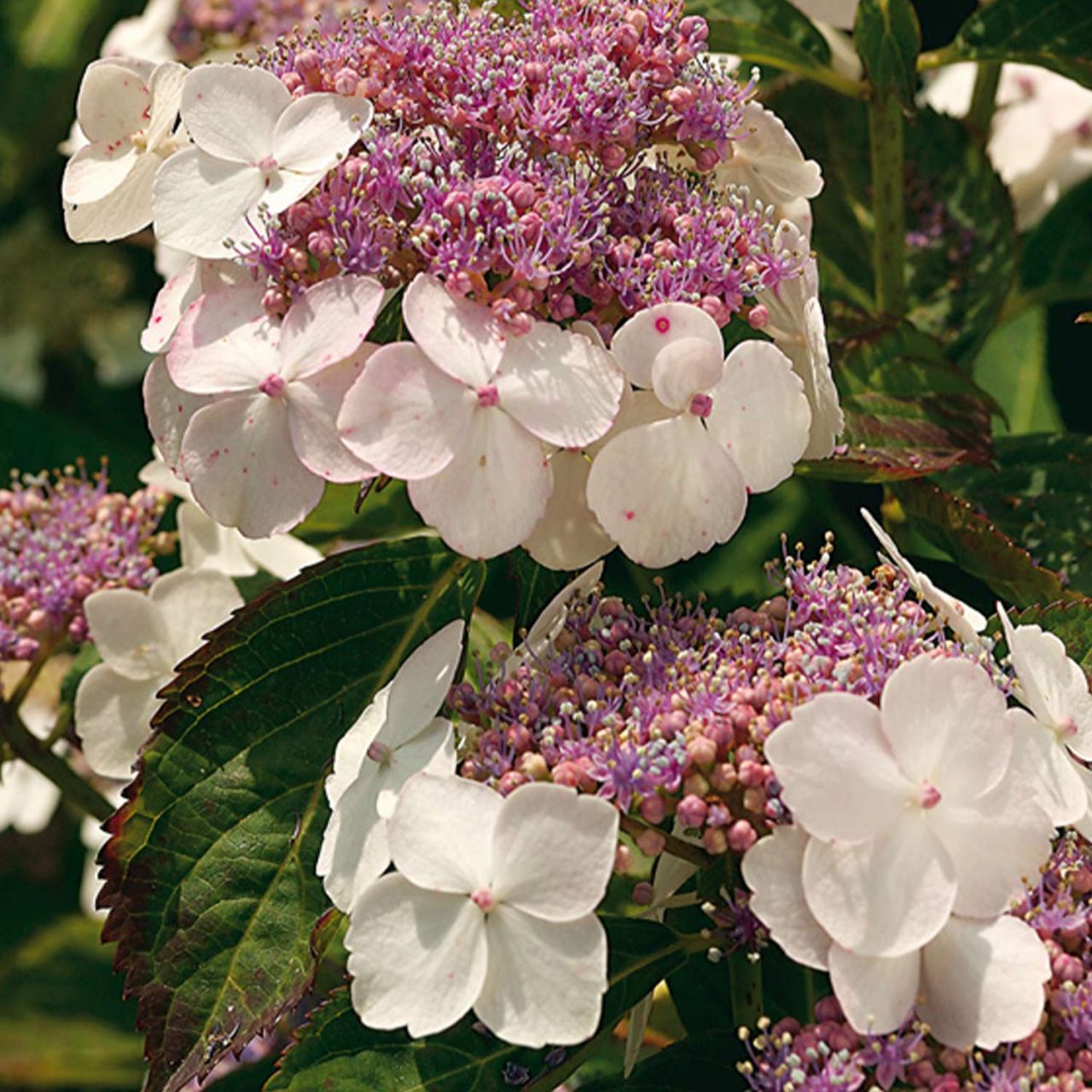 Kategorie <b>Blütensträucher und Ziergehölze </b> - Gartenhortensie 'Rosalba'