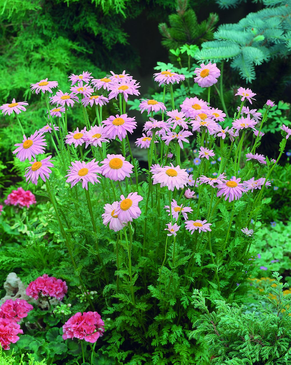 Kategorie <b>Stauden </b> - Bunte Margerite 'Robinsons Rose' - Tanacetum coccineum 'Robinsons Rosa'