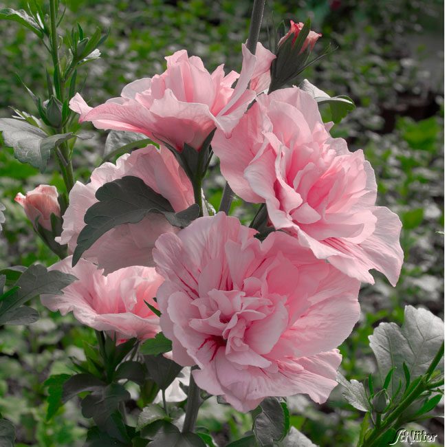 Garteneibisch Pink Chiffon Hibiscus Syriacus Pink Chiffon