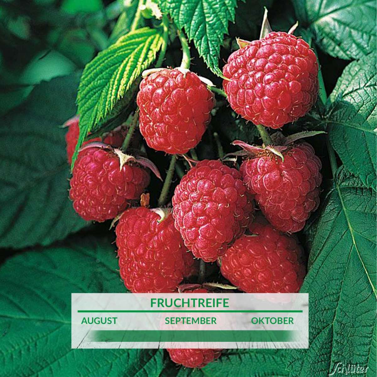 Himbeere 'Aroma Queen' Rubus idaeus 'Aroma Queen' Himbeeren