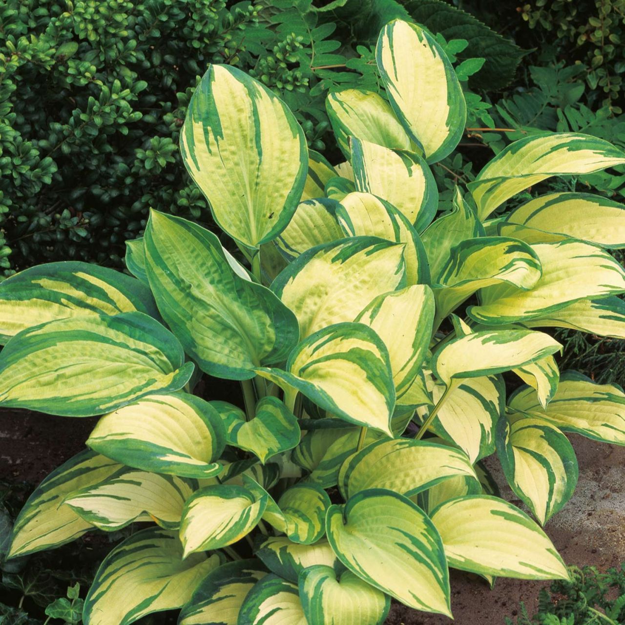 Funkie 'Great Expectations' - Hosta 'Great Expectations'