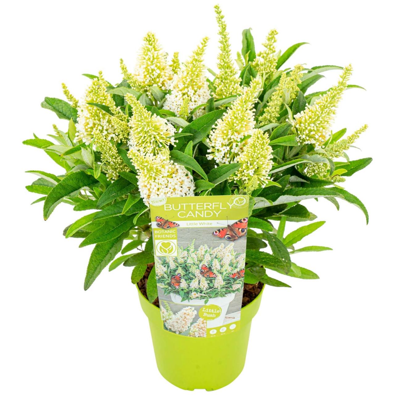 Kategorie <b>Blütensträucher und Ziergehölze </b> - Zwerg-Schmetterlingsflieder 'Butterfly Candy® Little White' - Buddleja davidii 'Butterfly Candy® Little White'