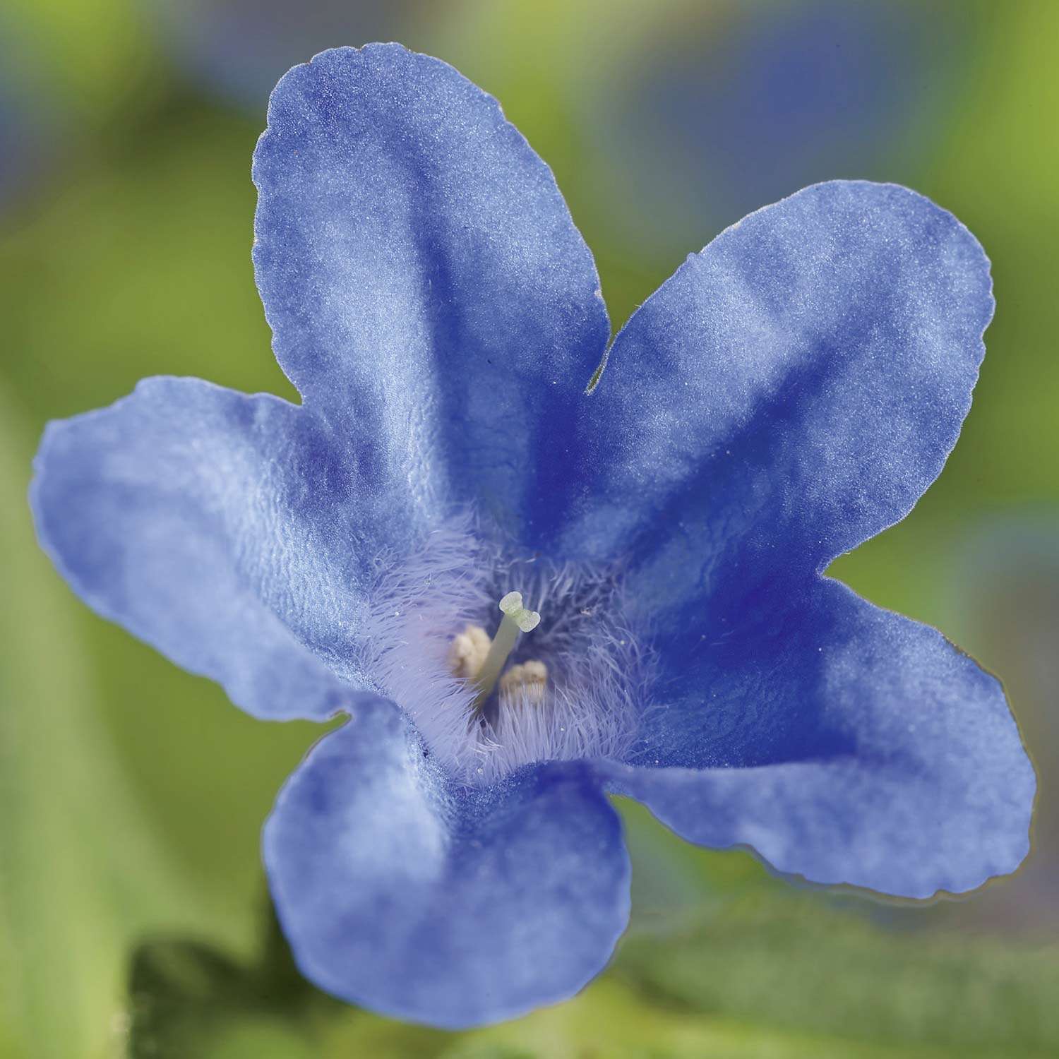 Литодора. Литодора Heavenly Blue. Lithodora diffusa Heavenly Blue. Литодора раскидистая Хэвенли Блю. Пенстемон Хевенли Блю.