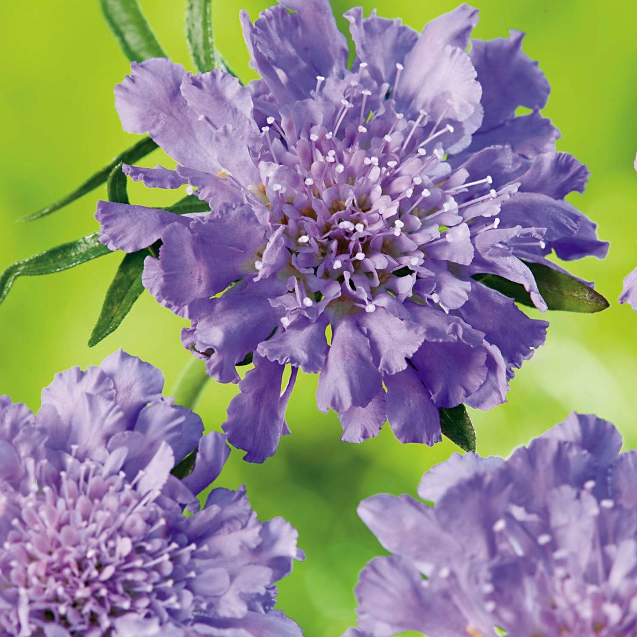 Scabiose 'Butterfly Blue' - Scabiosa columbaria 'Butterfly Blue'