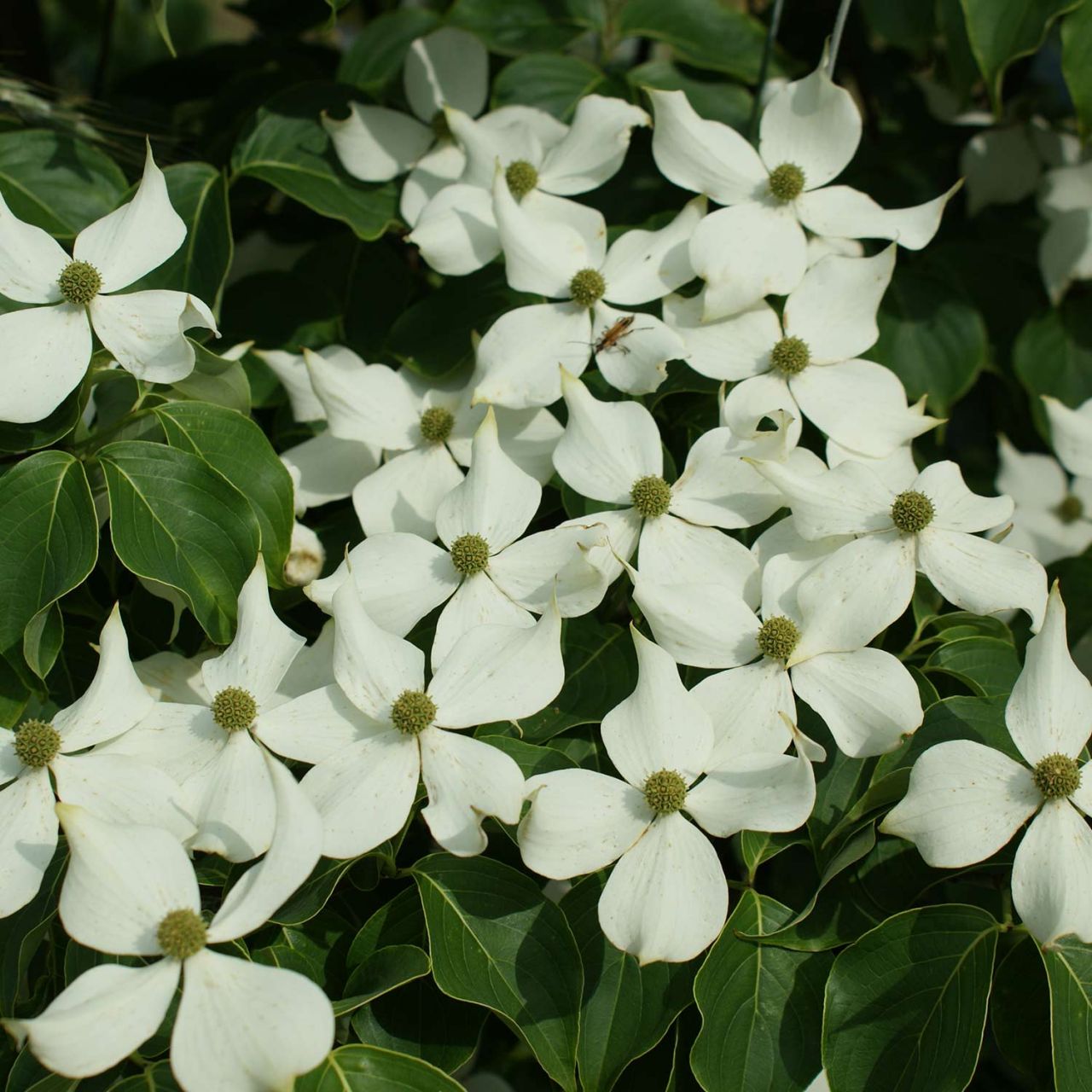 Kategorie <b>Blütensträucher und Ziergehölze </b> - Blumemhartriegel 'Mandarin Jewel' - Cornus Kousa chinensis 'Mandarin Jewel'