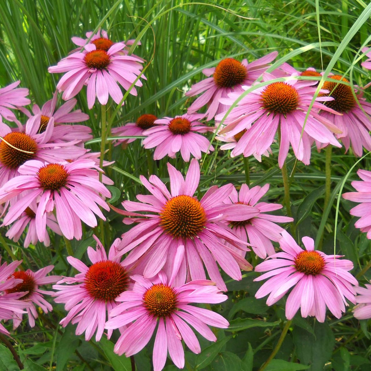  Purpur-Sonnenhut - Echinacea purpurea