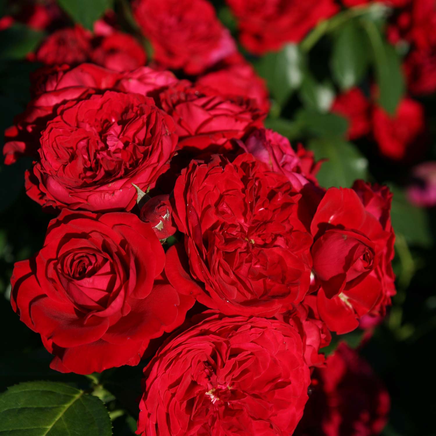 Флорибунда floribunda