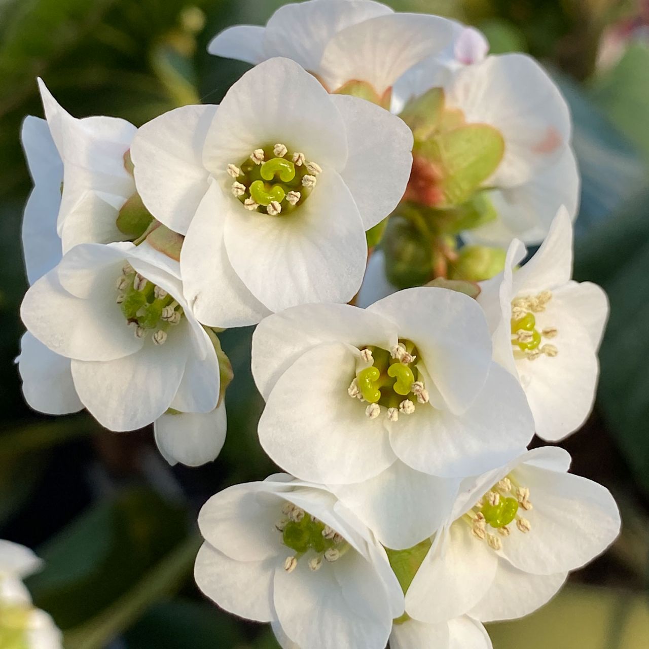 Kategorie <b>Stauden </b> - Bergenie 'Jelle' - Bergenia cordifolia 'Jelle'