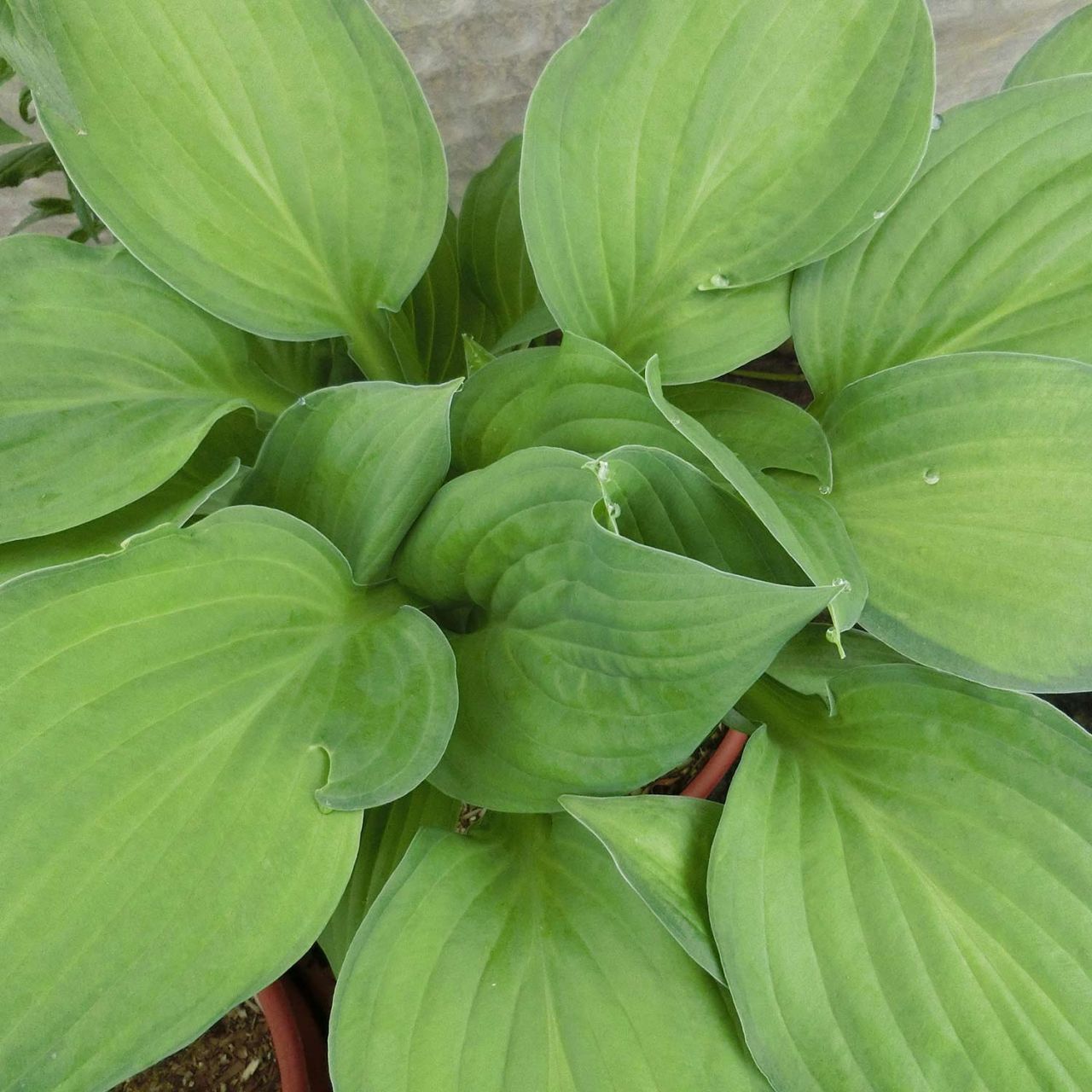 Funkie 'Gold Standard' - Hosta sieboldiana 'Gold Standard'