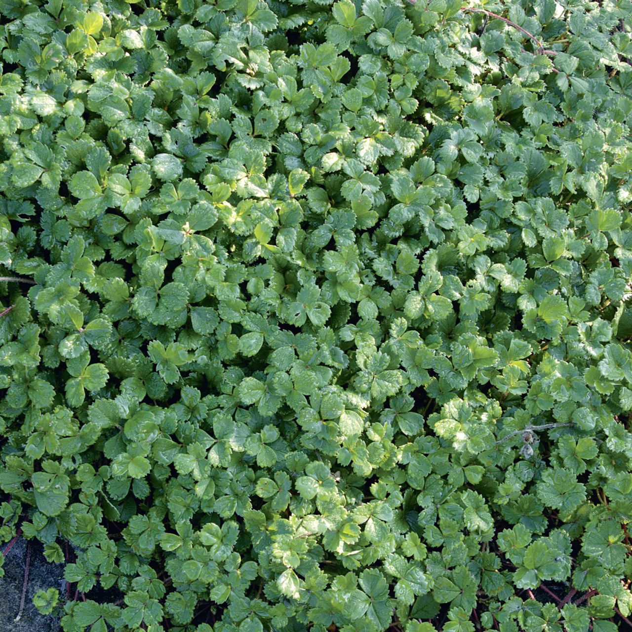 Teppich-Erdbeere 'Chaval' - Fragaria chiloensis