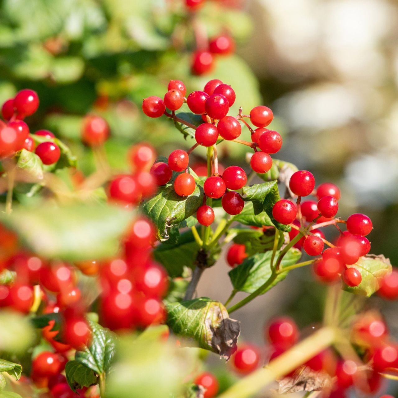 Kategorie <b>Blütensträucher und Ziergehölze </b> - Zwergschneeball 'Compactum' - Viburnum opulus 'Compactum'