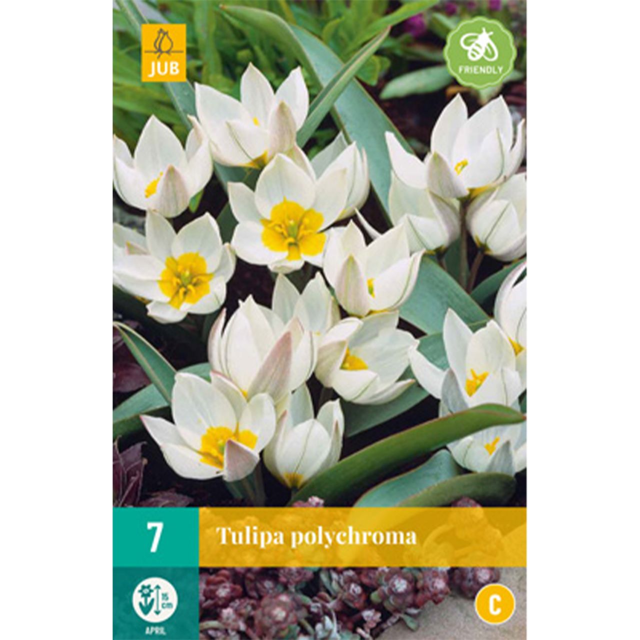 Kategorie <b>Herbst-Blumenzwiebeln </b> - Wildtulpe 'Polychroma' - 7 Stück - Tulipa 'Polychroma'