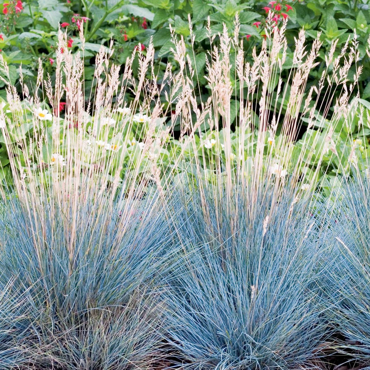 Kategorie <b>Stauden </b> - Blauschwingel - Festuca glauca