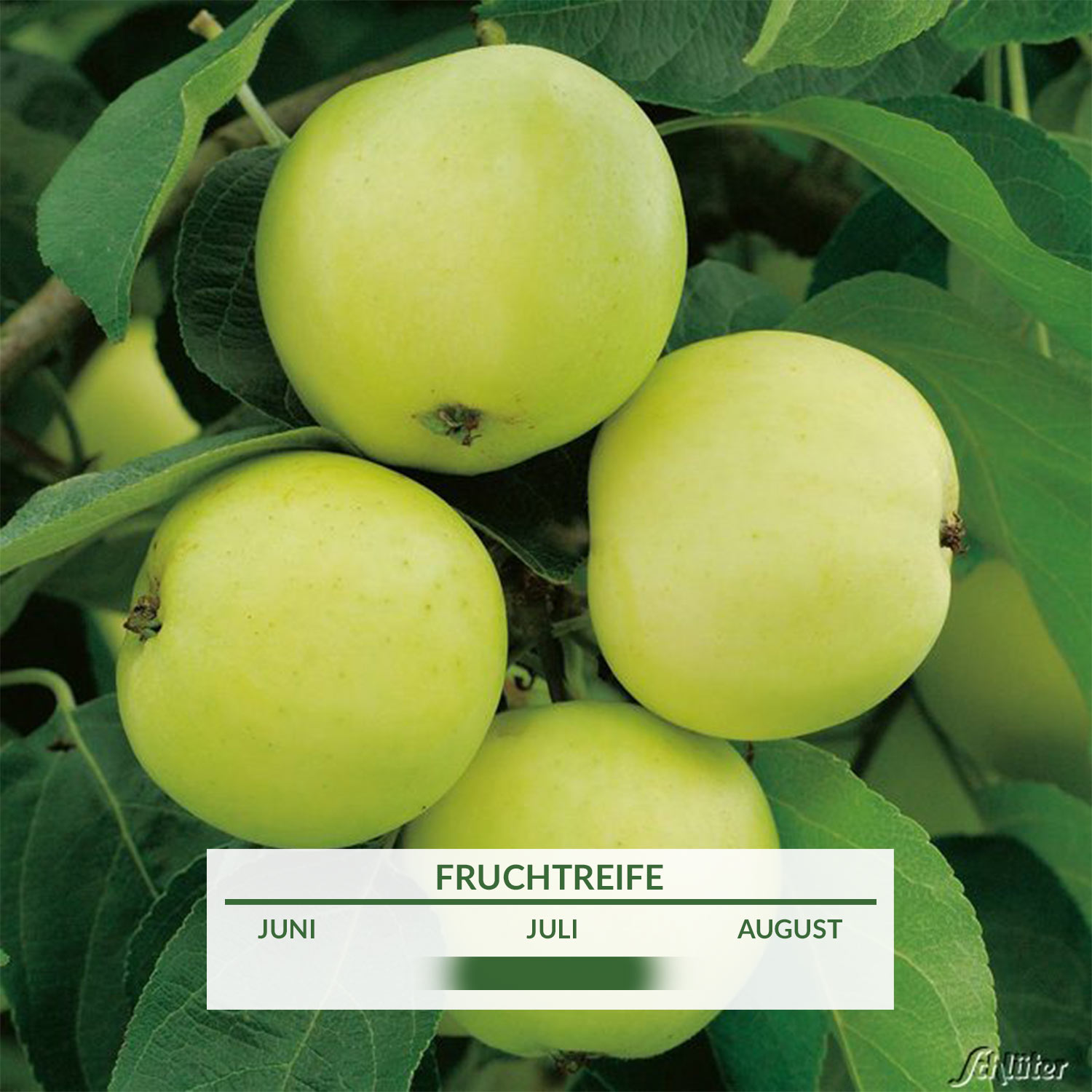 - SCHLÜTER der Klarapfel Weißer Äpfel - | GARTEN Malus perfekte Augustapfel - Befruchter