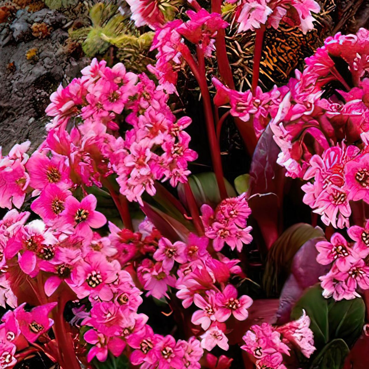 Kategorie <b>Stauden </b> - Bergenie - Bergenia cordifolia