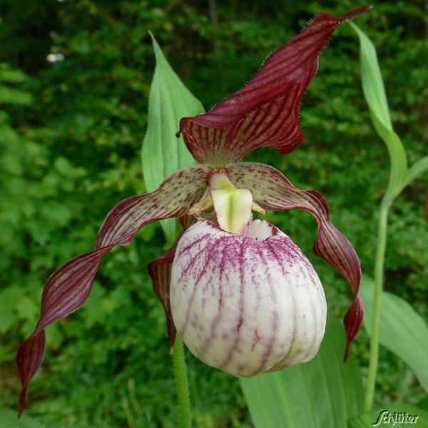 Frosch Winterharte Gartenorchidee Paul Cypripedium Paul