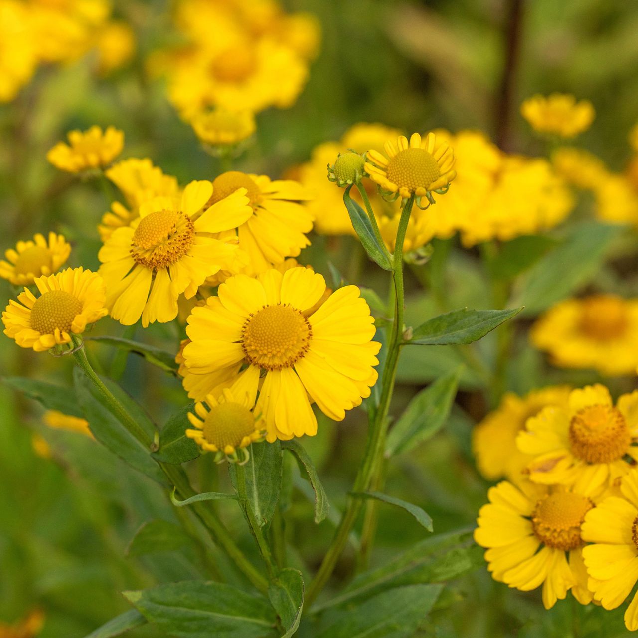  Sonnenbraut 'Kanaria' - Helenium x cultorum 'Kanaria'