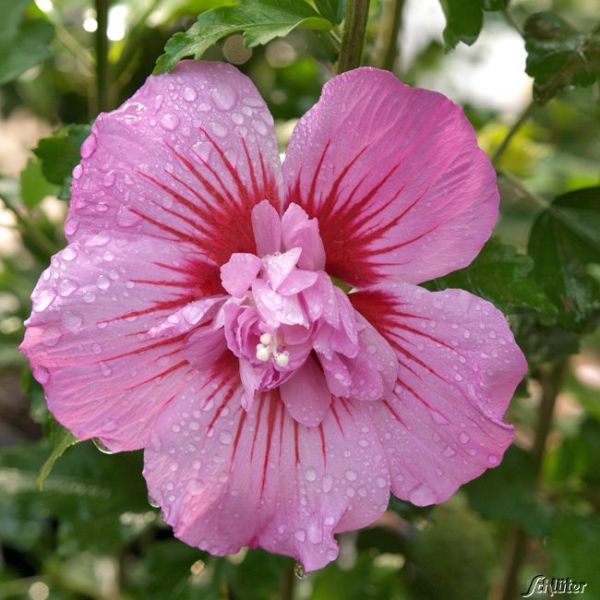 Garteneibisch Maike Hibiskus Hibiscus Syriacus Maike