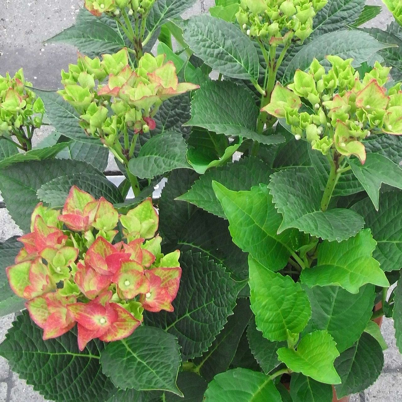 Kategorie <b>Blütensträucher und Ziergehölze </b> - Gartenhortensie 'Green Shadow®' - Hydrangea macrophylla 'Green Shadow'