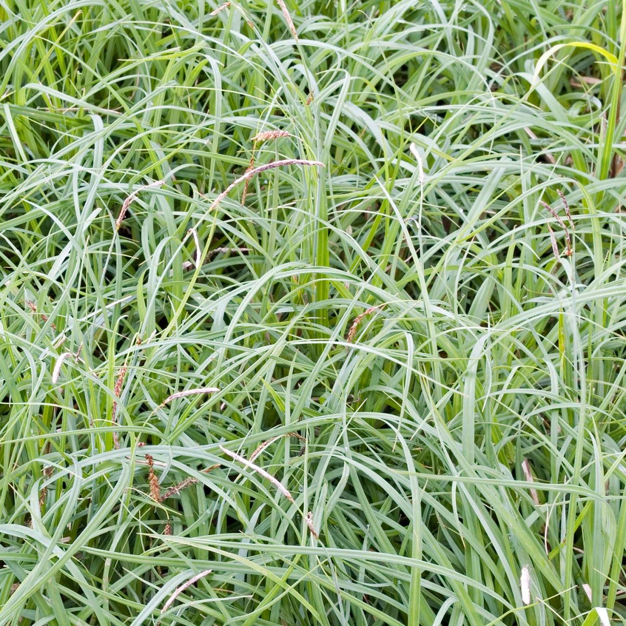 Blaugrüne Segge - Carex flacca