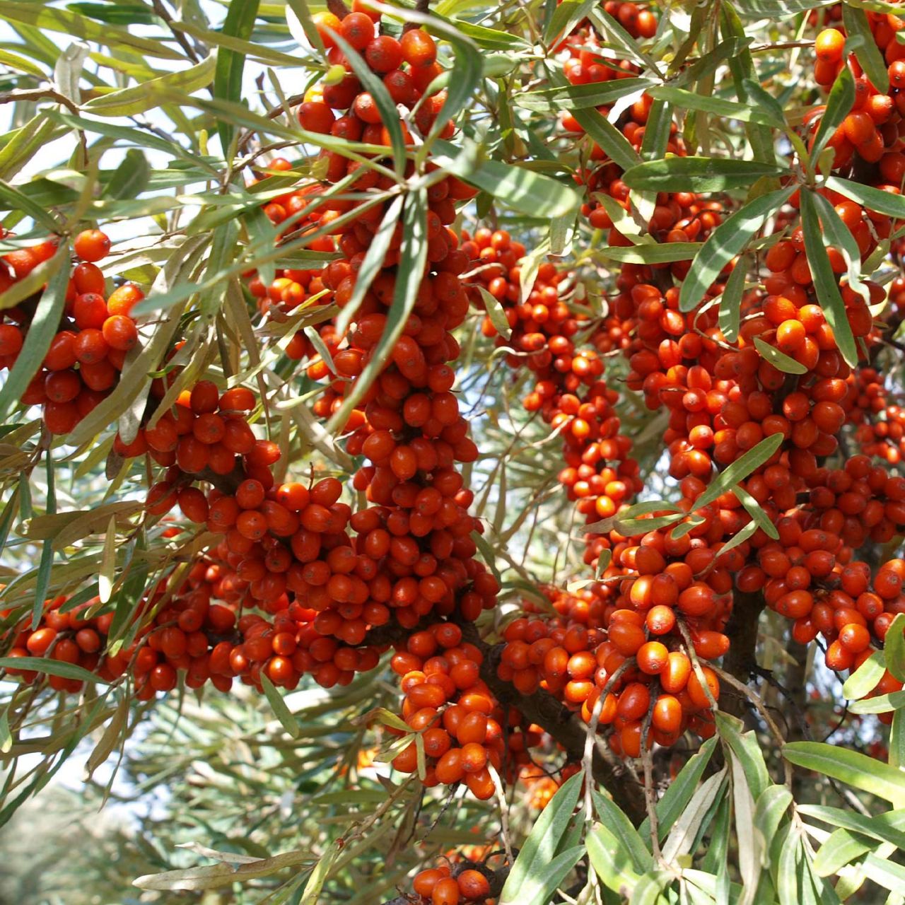 Beeren - Säulen-Sanddorn 'Sirola' - Fruchtsorte - Hippophae rhamnoides 'Sirola'