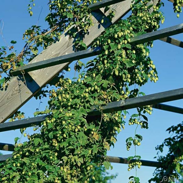 Wilder Hopfen Humulus Lupulus Kletterobst Garten Schluter