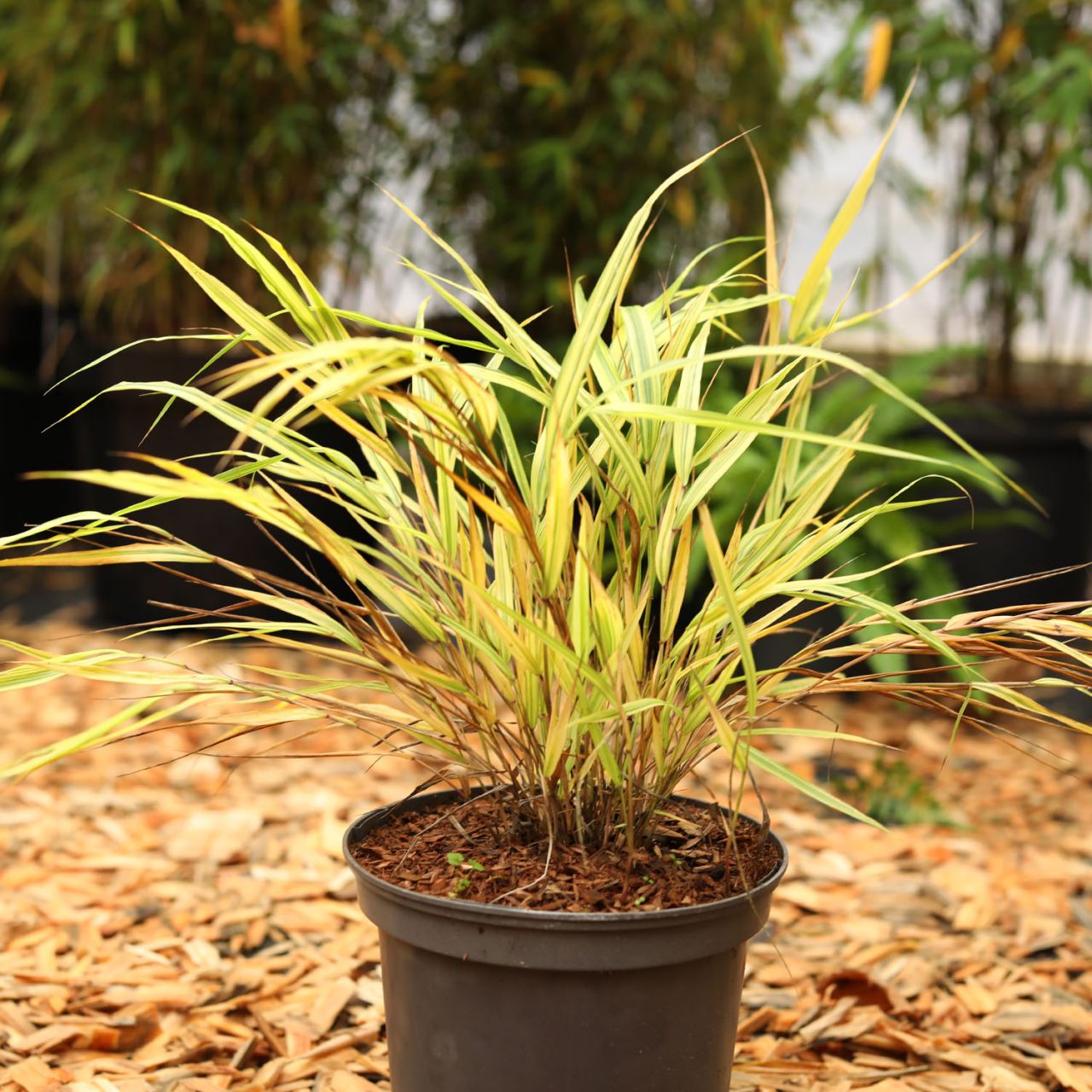  Japanisches Berg-Gras  'Aureola' - Hakonechloa macra 'Aureola'