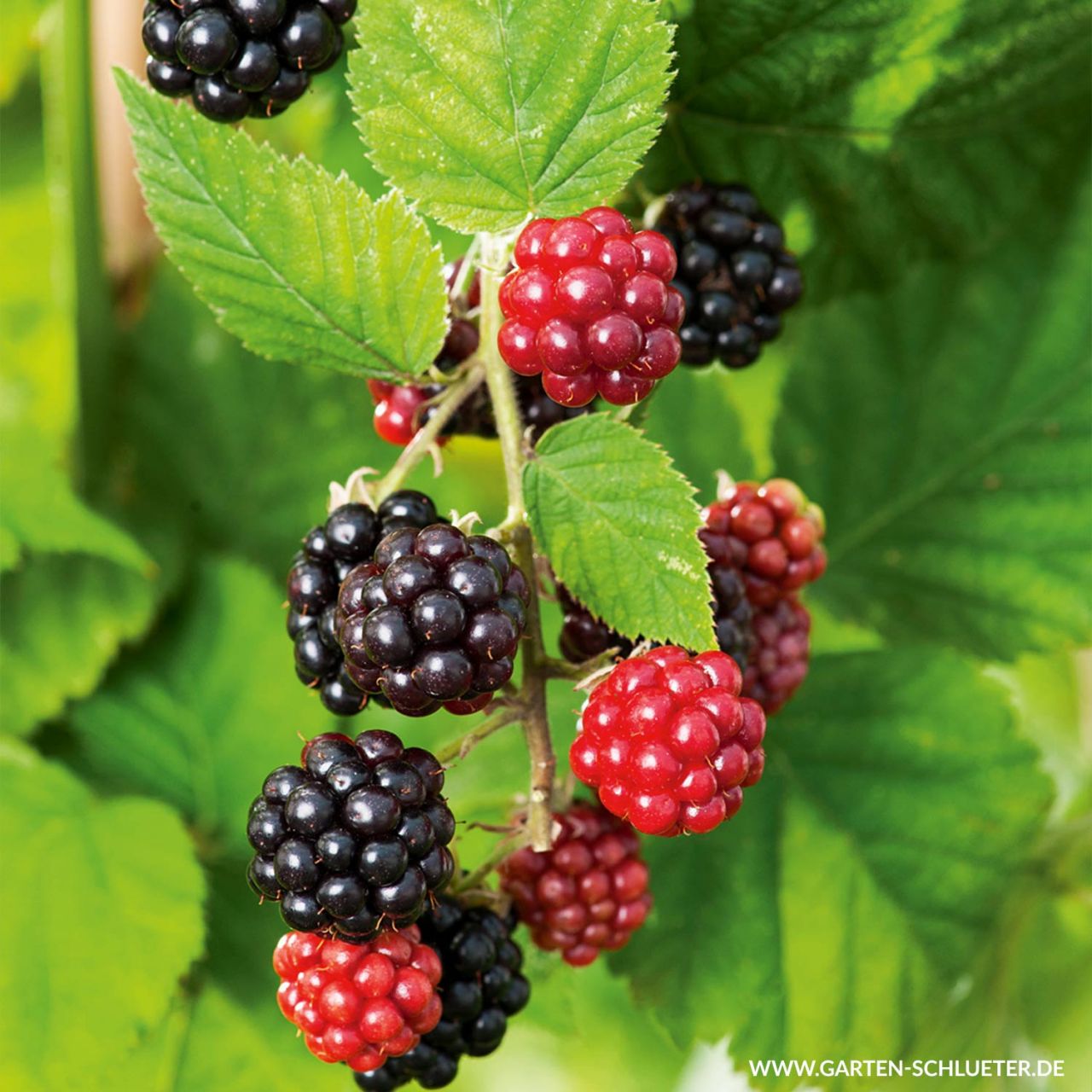 Kategorie <b>Beeren </b> - Brombeere 'Triple Crown' - Rubus fruticosus 'Triple Crown'