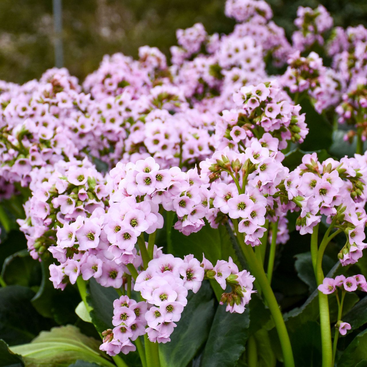 Kategorie <b>Stauden </b> - Bergenie 'Fairytale Romance' - Bergenia cordifolia 'Fairytale Romance'